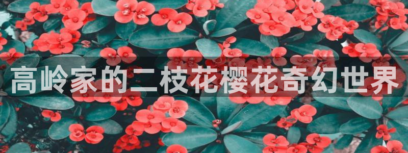 omofun自签：高岭家的二枝花樱花奇幻世界