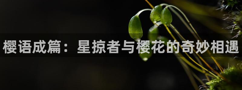 omofun.：樱语成篇：星掠者与樱花的奇妙相遇